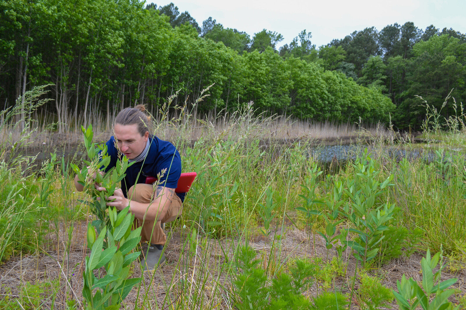 From farmland to wetland